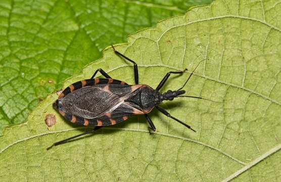 Eastern Bloodsucking Conenose Kissing Bug Triatoma sanguisuga Chagas disease carrier on leaf.	