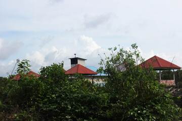 Swallow's nest in the middle of the mangroves