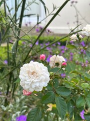 Roses 