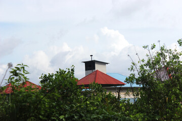 Swallow's nest in the middle of the mangroves