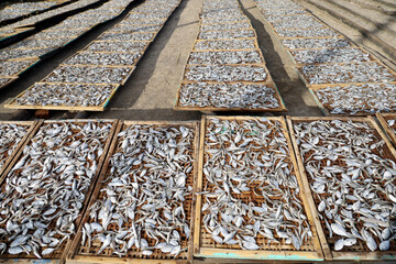 A scene of many flatfish being dried in the sun in a fishing village in indonesia.