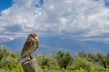 Retrato de buho sobre palo de madera en un viñedo