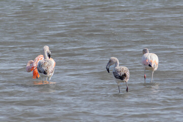 Retrato de conjunto de flamencos en lago