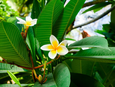 Group of blooming Frangipani Plumeria rubra flowers with buds in Vietnam, originate from tropical and subtropical South America, blossom popular Hoa Su with green vein foliage background