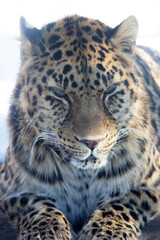 Close up of a leopard on the snow