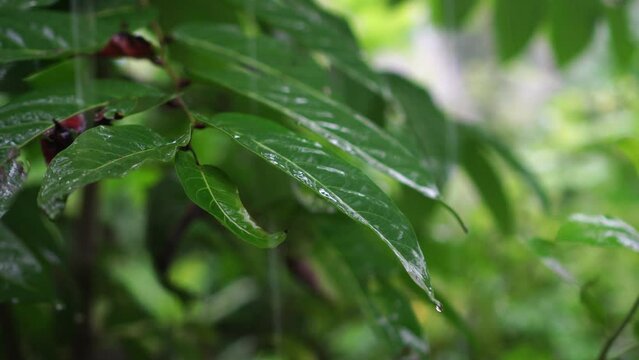 wet leaves when it rains