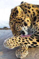 Close up of a leopard cleaning himself in winter