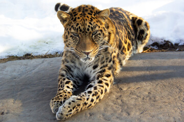 Leopard on a rock during winter