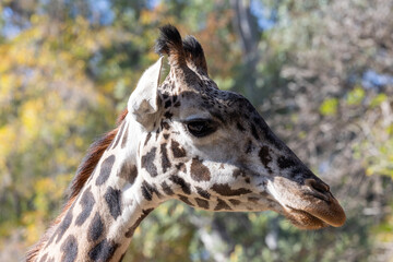 Obraz premium Portrait of a giraffe