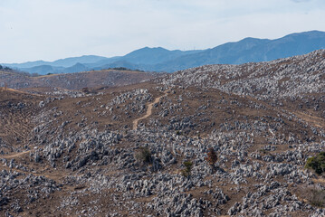 野焼き後の荒涼とした姿を見せる秋吉台