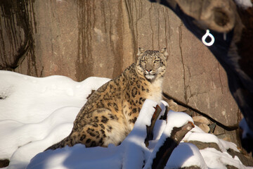 Snow leopard on the snow in a zoo