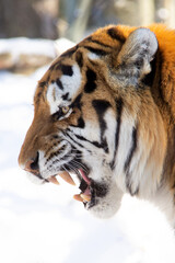 Close up of a tiger during winter