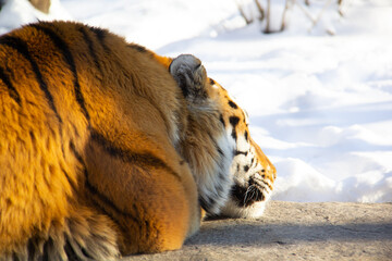 Sleeping tiger on a rock during winter