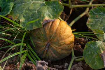 Pumpkin in the garden. Autumn harvest of pumpkins.