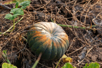 Pumpkin in the garden. Autumn harvest of pumpkins.