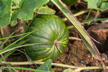 Pumpkin in the garden. Autumn harvest of pumpkins.