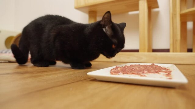 4K Black British Shorthair cat eating cat food on white dish on the floor in living room. Pet owner feeding domestic cat with healthy raw meat. Feline pet grow up with natural food.