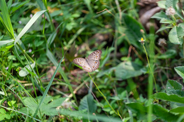 butterfly sitting on a flower in a meadow in summer