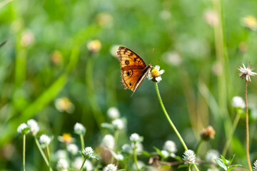 butterfly sitting on a flower in a meadow in summer