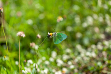 Obraz premium butterfly sitting on a flower in a meadow in summer