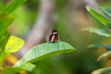 butterfly sitting on a flower in a meadow in summer