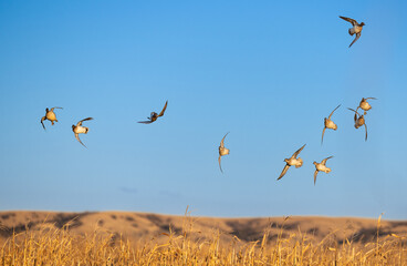 flock of green-wing teal