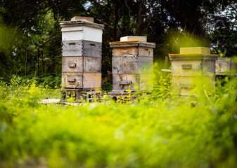 bee hives in the field