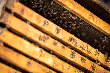bees in a beehive