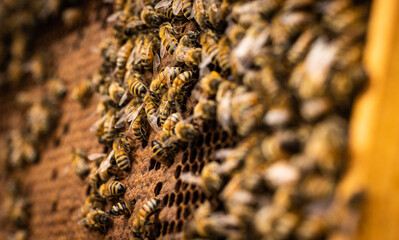 bees in a beehive