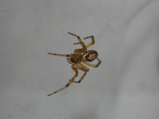 Juvenile noble false widow (Steatoda nobilis) spider in a dusty web woven on a white window frame