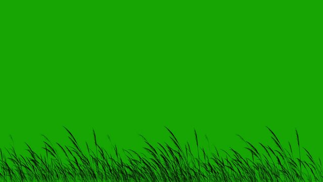 Long Grass Silhouette Blowing in the Wind Green screen 4K Loop features a silhouette of long grass or wheat blowing in the wind on a green screen in a loop.