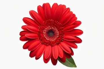 beautiful isolated red gerbera flower, isolated on white background, ideal for natural or season designs