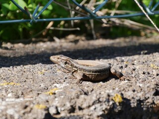 Eidechsen auf La Palma