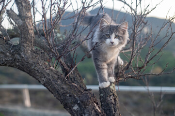 Naklejka na ściany i meble Portrait of a kitten on a tree