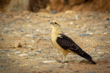 Egyptian Bar-Billed Kite (Phalacrocorax corax)