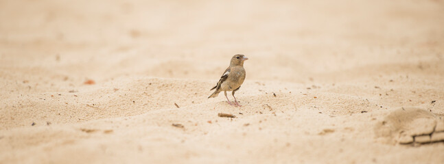 sparrow on the sand for background