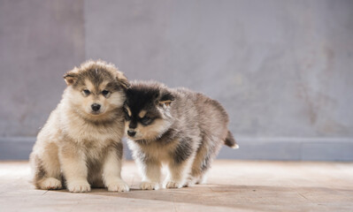 portrait of a group of malamute puppies