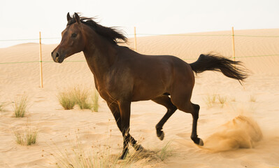 horse runs in the desert