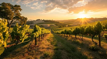 Zelfklevend Fotobehang A panoramic vineyard scene at sunset, with rows of grapevines and a picturesque landscape, evoking the beauty and tradition of winemaking. © Bijac