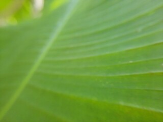 Botanical Herb Collection Close Up Nature Organic Presentation Background