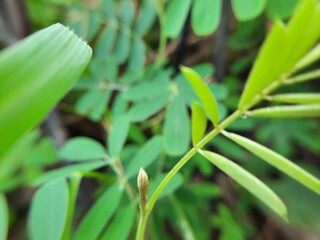 Cicer Milkvetch (Astragalus cicer L.) Close Up in the Morning for Nature Presentation Background