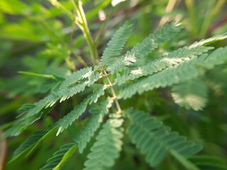 Cicer Milkvetch (Astragalus cicer L.) Close Up in the Morning for Nature Presentation Background