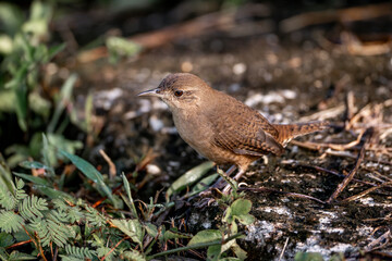 wren bird little Costa Rica