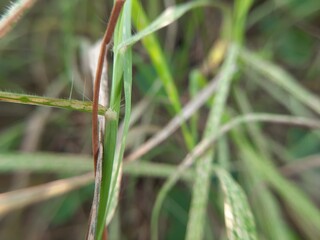 Botanical Herb Collection Close Up Nature Organic Presentation Background