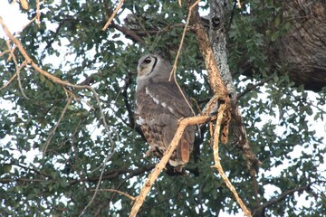 verreaux's eagle-owl - Kruger National Park