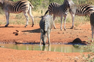zebra drinking - private wilderness reserve Botswana