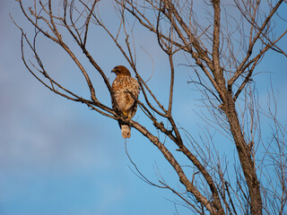 Hawk in a tree in winter on a clear day 