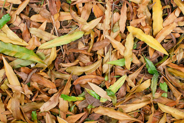 Dry fallen leaves covering the ground