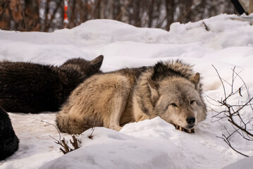 雪の中眠るオオカミ