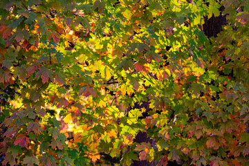 Maple tree in the fall with green, red and yellow leaves